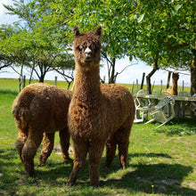 Charger l'image dans la galerie, Carte cadeau visite de la ferme journée